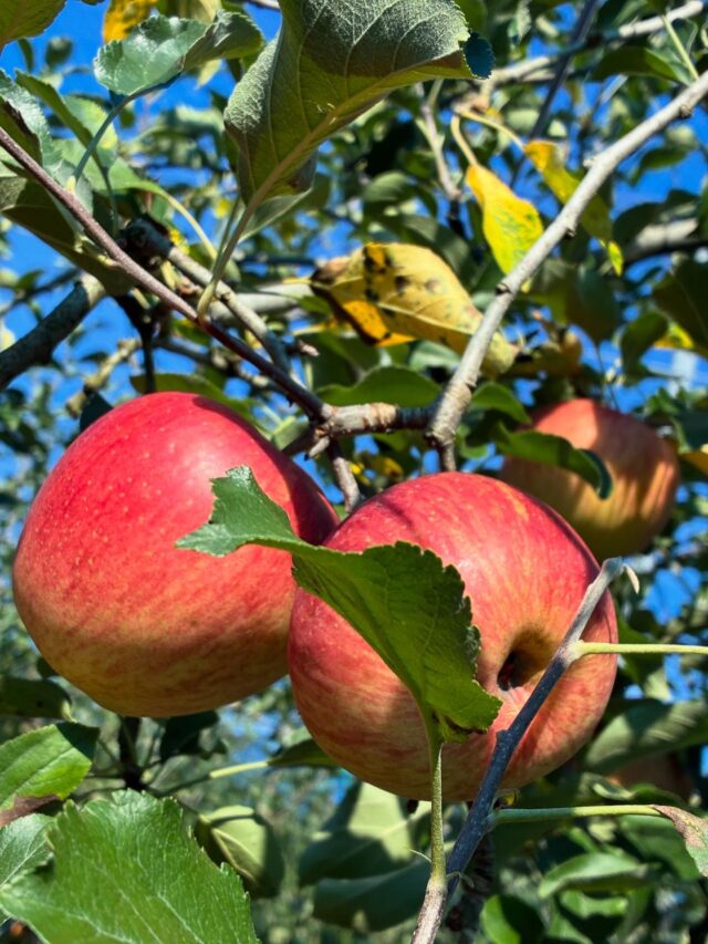 飯南町赤名の観光りんご🍎園行って来ました🤲
とっても甘く美味しく頂きました👍
観光バスで秋を感じに出かけませんか🚌
#仁多観光バス 
#赤名りんご園 
#食べ放題